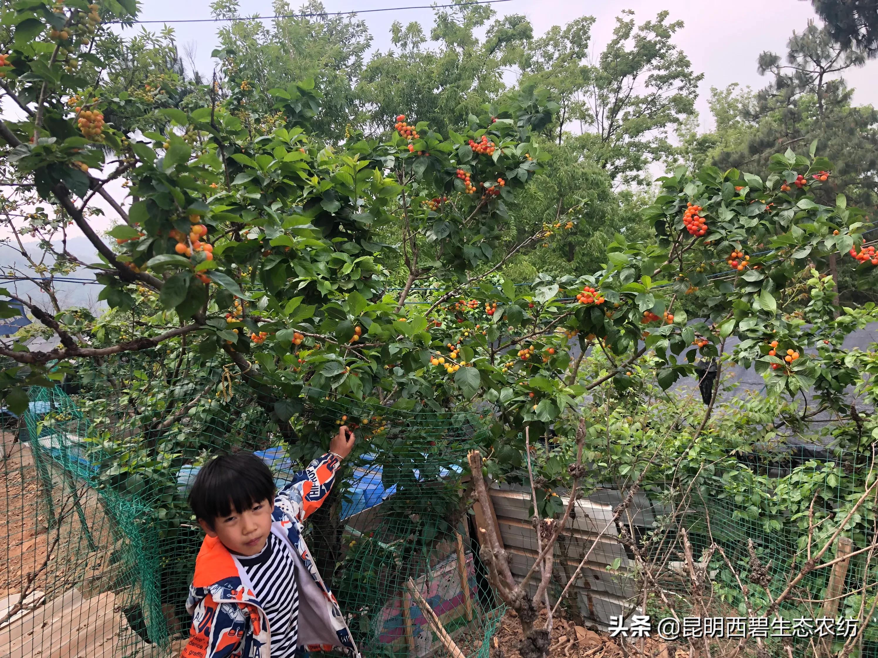 今日特码科普！车厘子快比草莓便宜,百科词条爱好