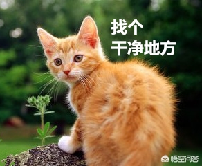 今日特码科普！员工后厨小便属实,百科词条爱好